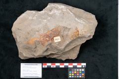 Foto (Objekt + Etikett) von Quercus pseudolonchitis Ettingshausen (NHMW-GEO-2024-0188-7976)